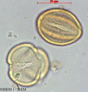 ISEM 1/Saxifraga_magellanica_29137/Saxifraga_magellanica_29137_0001(copy)_thumb.jpg